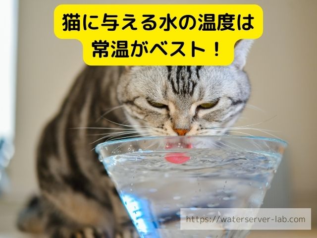 エブリィフレシャス　猫　飲める　与えた時の反応　体調