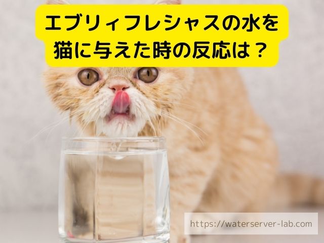 エブリィフレシャス　猫　飲める　与えた時の反応　体調