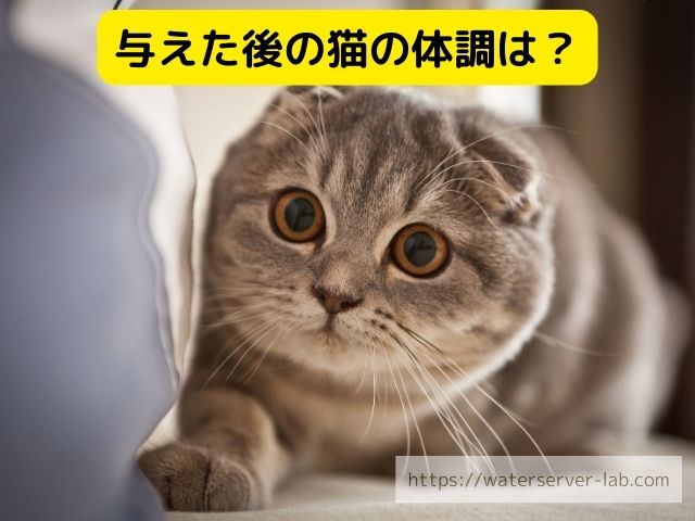 エブリィフレシャス　猫　飲める　与えた時の反応　体調