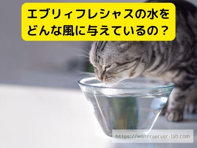 エブリィフレシャス　猫　飲める　与えた時の反応　体調